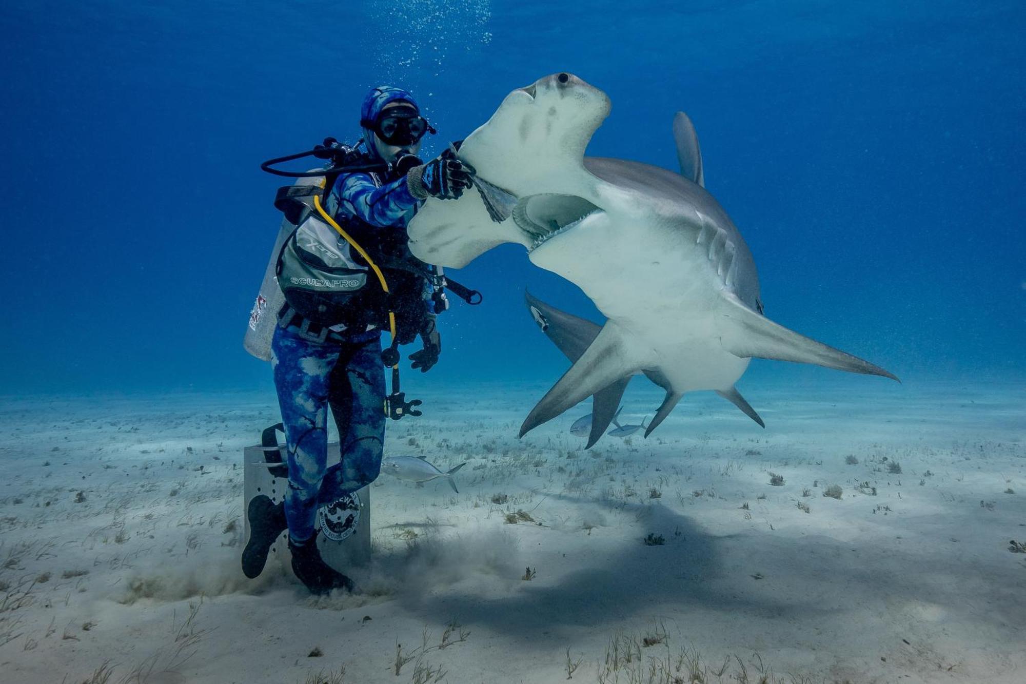 Bimini Big Game Club Resort & Marina Alice Town  Zewnętrze zdjęcie